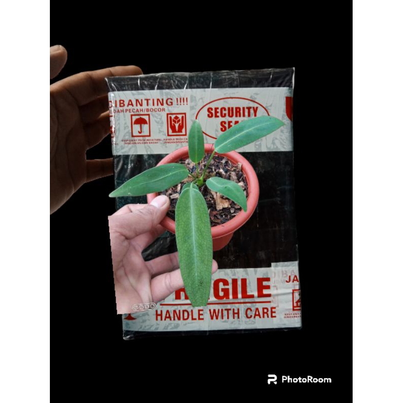 box gambar waroqueanum