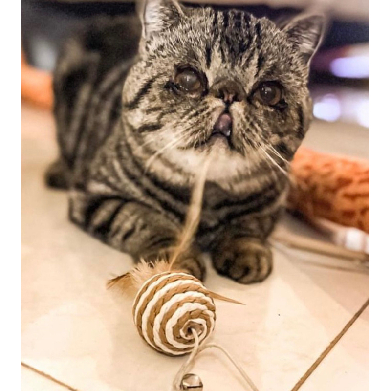 Kucing Peaknose exotic Jantan NETT lgsg kirim lengkap kranjang