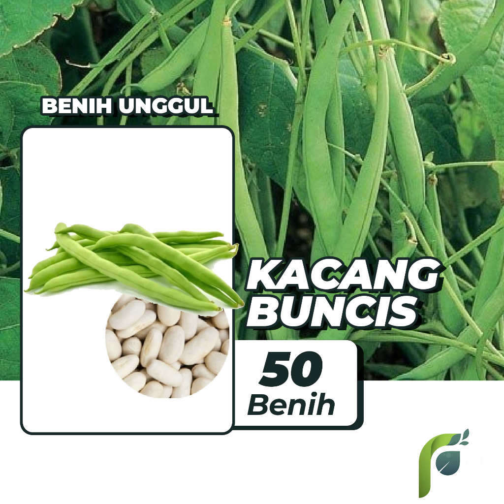 Benih Bibit Buncis 20 Benih Dua Ribuan PG KDR