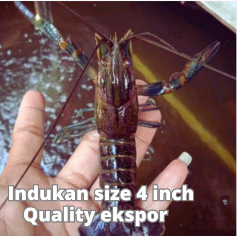 Lobster Air Tawar indukan