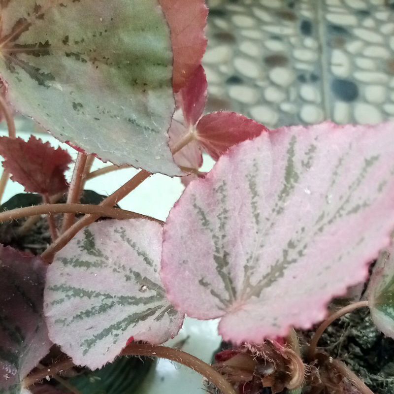 begonia pink/begonia gantung