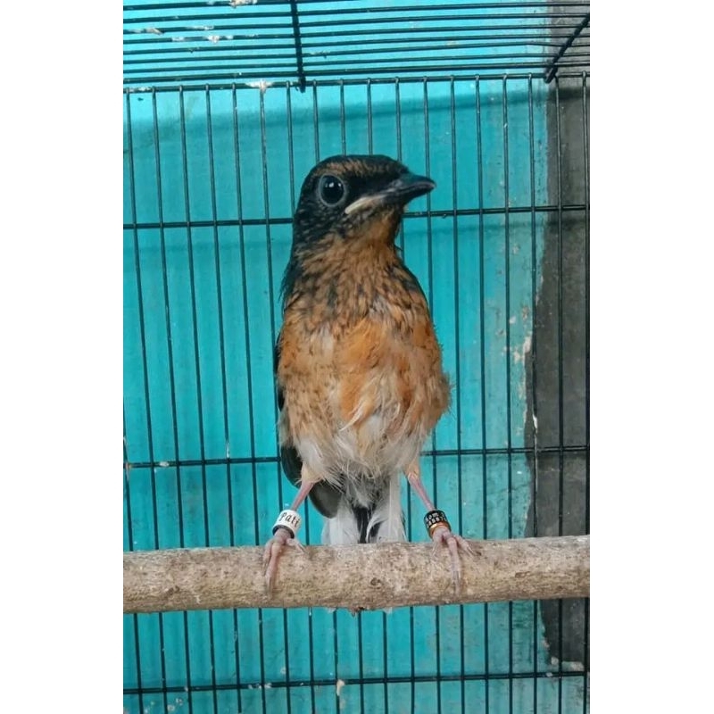 burung muray medan trotolan mandiri,ring APBN,BNR sertifikat