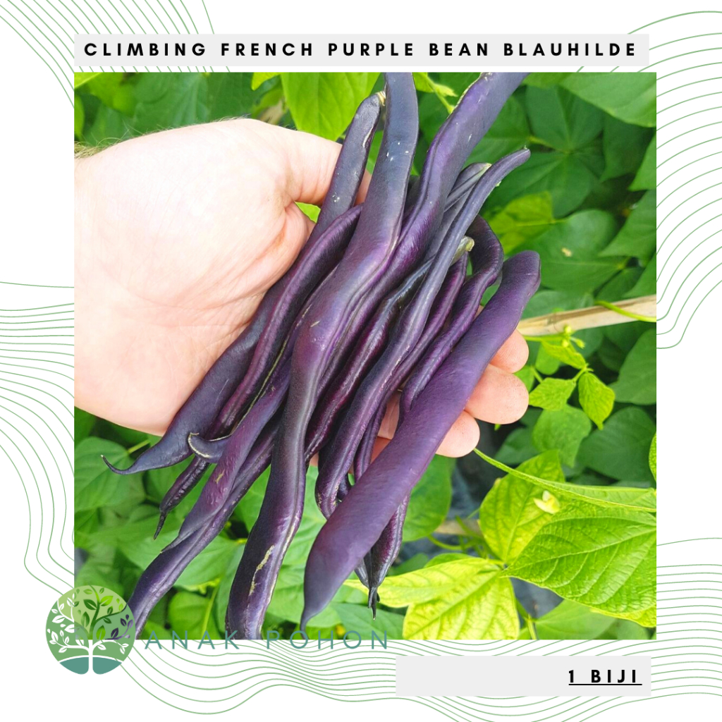 Benih Bibit Biji - Climbing French Purple Bean Blauhilde Buncis Ungu Seeds - IMPORT