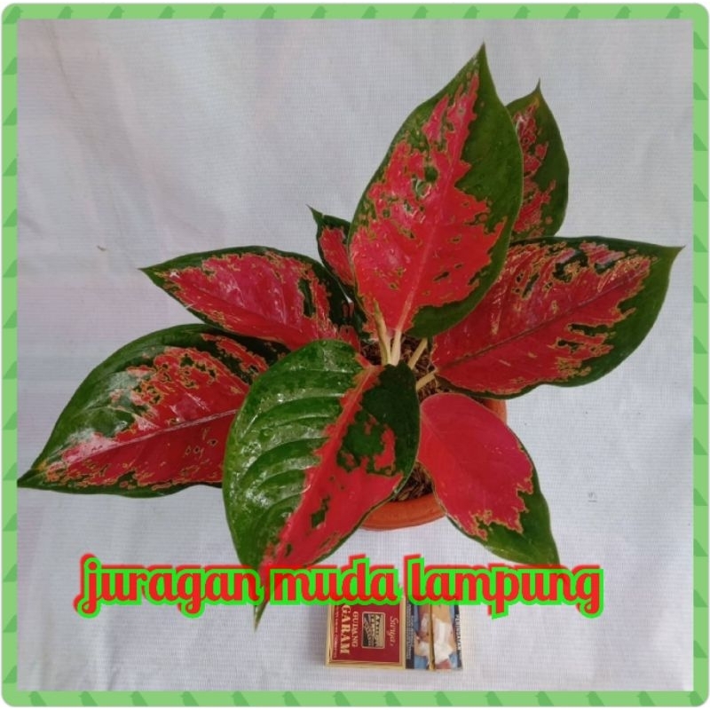 (COD√) bunga aglonema Red Kocin Jumbo - Kochin Merah