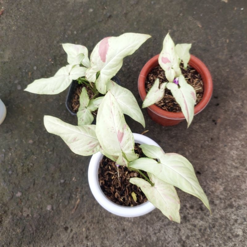 SYNGONIUM PINK SALMON / Syngonium murah