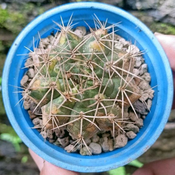 Tanaman Hias Kaktus Gymnocalycium Miha Cat Eye Variegata