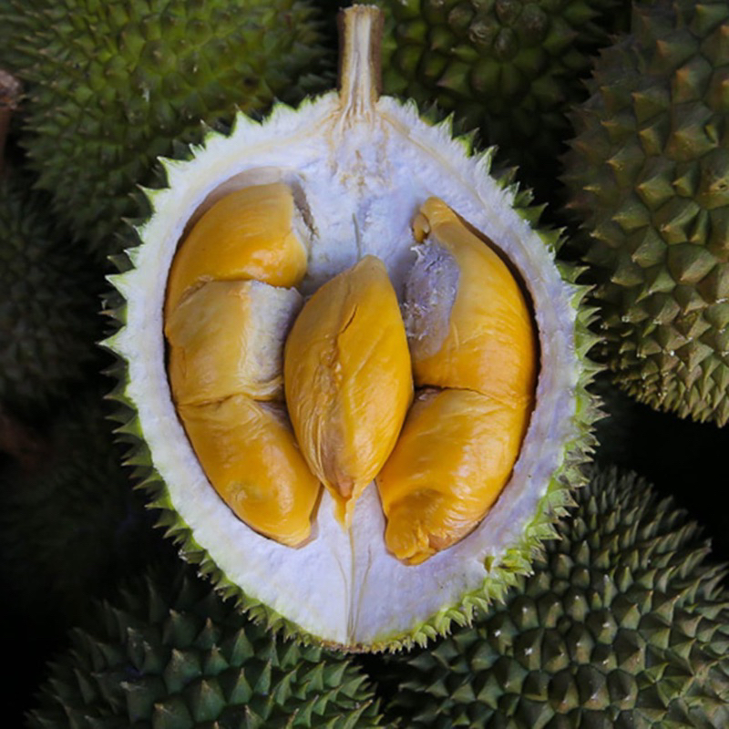 

Durian udang merah Malaysia D13 Utuh fresh 2 kg