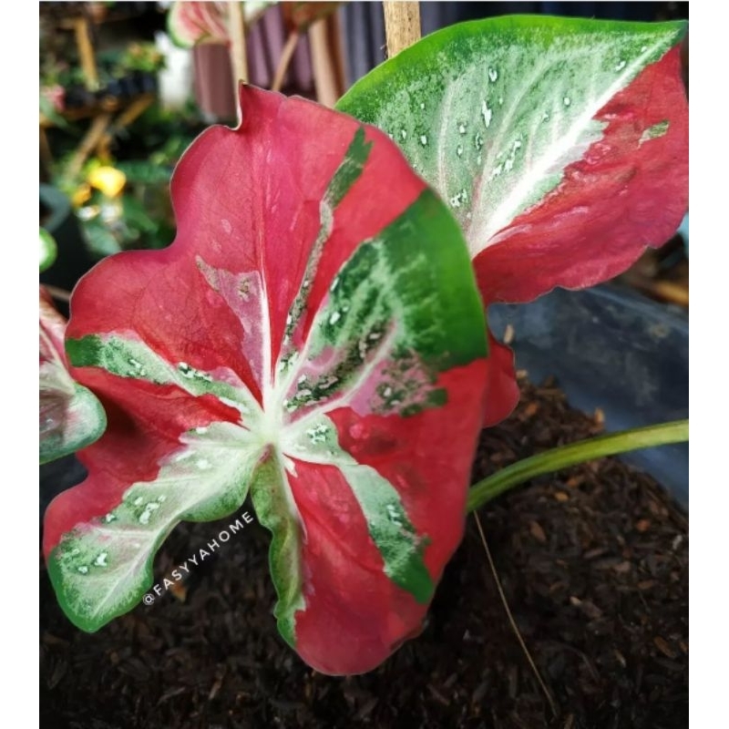 Keladi Hias Cat Tumpah / Shycol Tanaman Hias Keladi Shycol Bunga Hias Keladi Shycol Anakan Murah