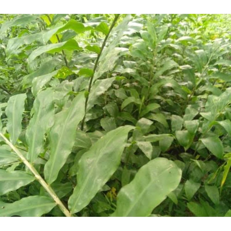 

Daun lempuyang organik untuk obat herbal berat 100g