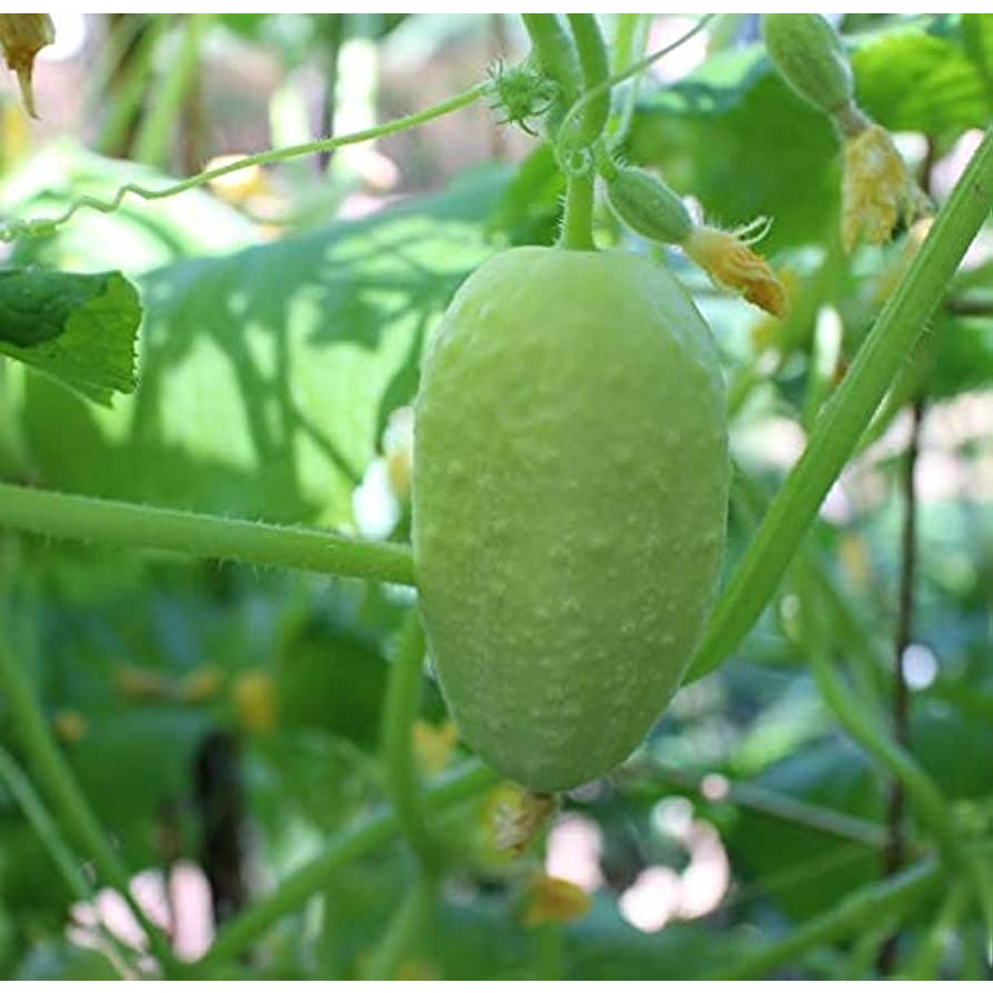 Benih Bibit Biji - Cucumber Dragon Egg Mentimun Telur Naga Heirloom Seeds - IMPORT