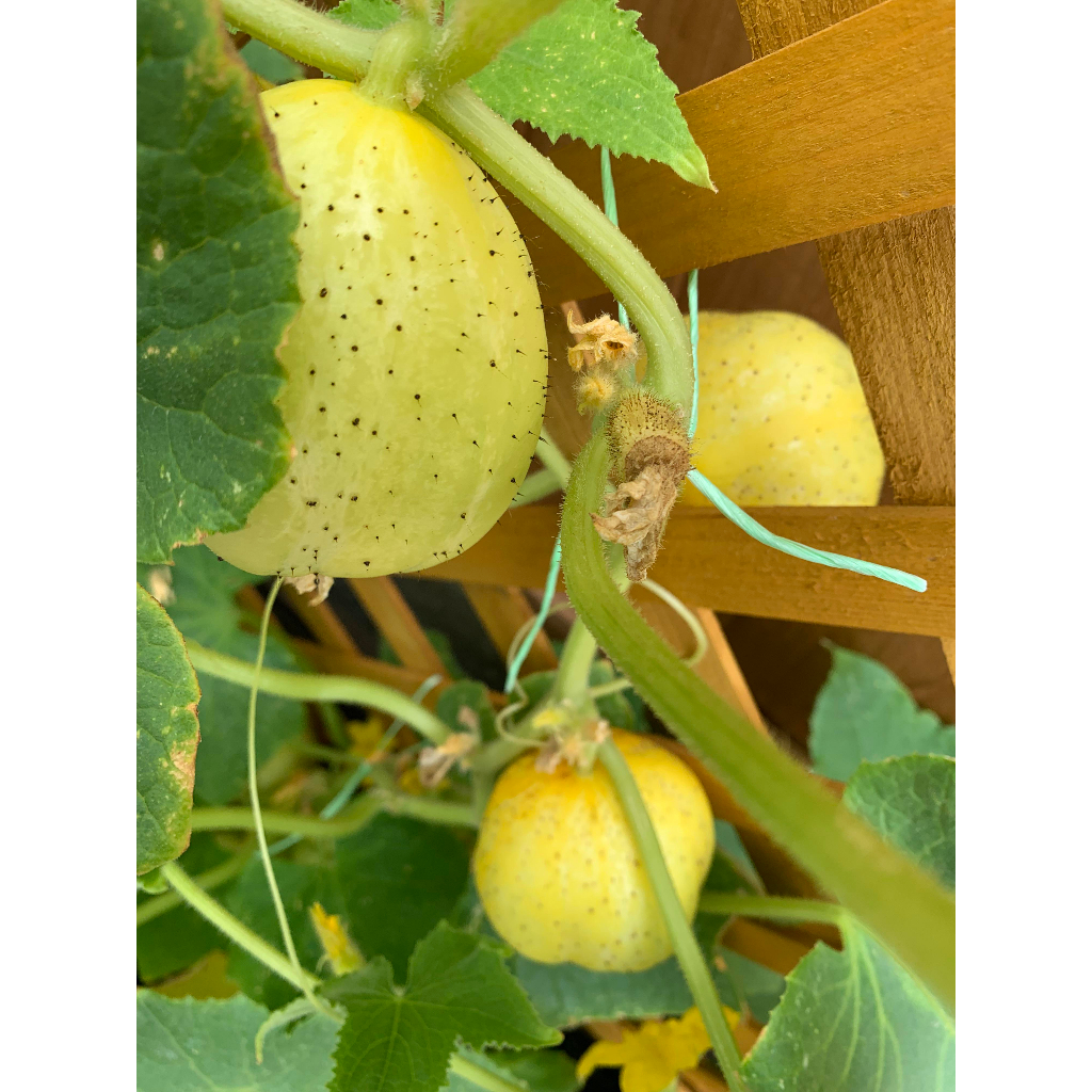 Benih Bibit Biji - Cucumber Crystal Apple Mentimun Kristal Apel Heirloom Seeds - IMPORT