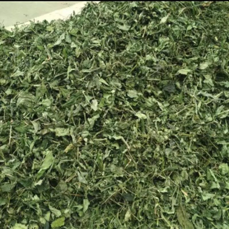 

Sambiloto kering 1Kg Herbal alami berkhasiat