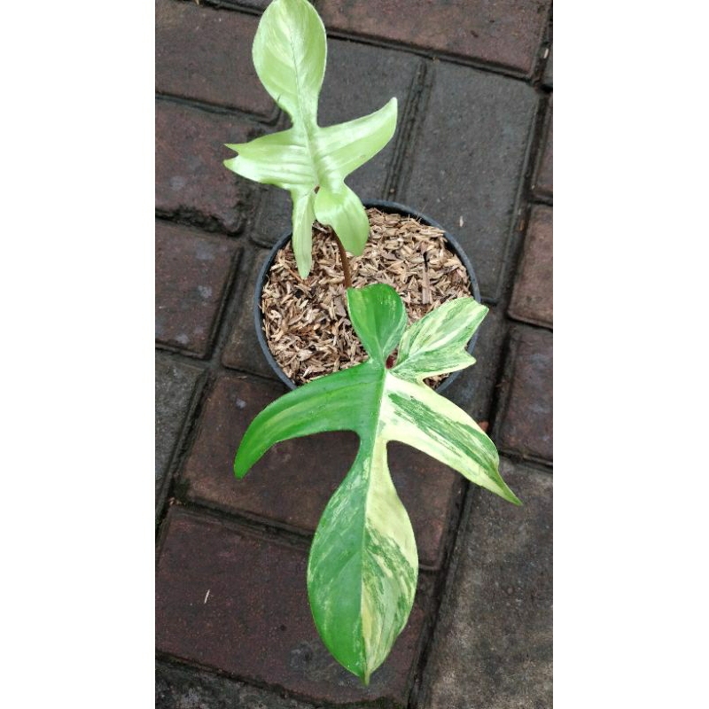 tanaman hias florida beauty variegata