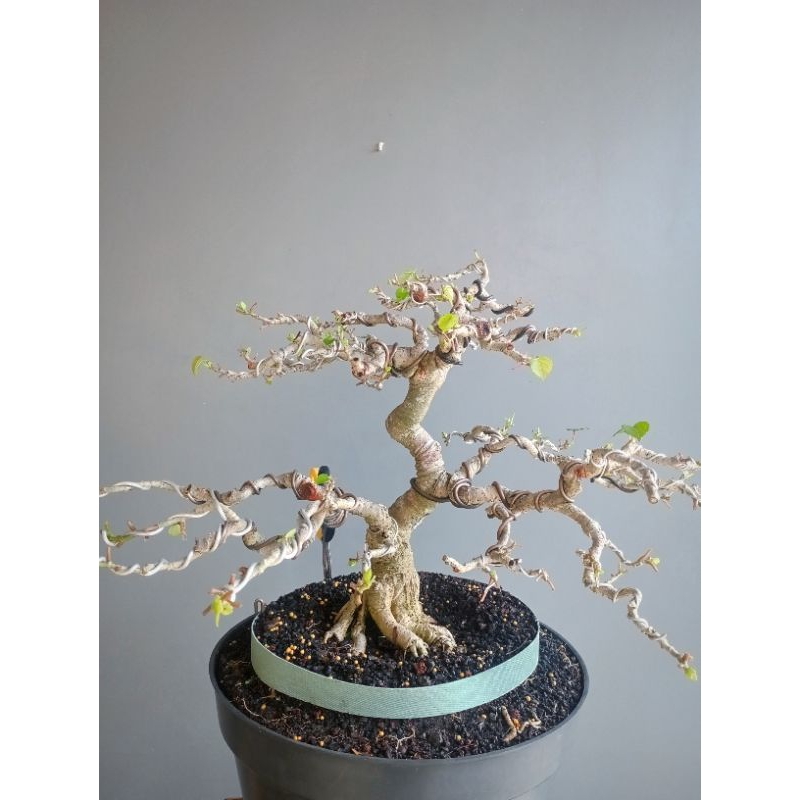 Bonsai Waru Taiwan Program Akar (Hibiscus tiliaceus)