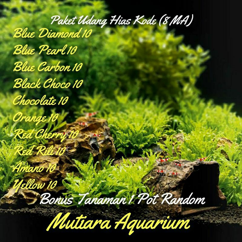 

paket 100 pcs + bonus tanaman hias 1pot random