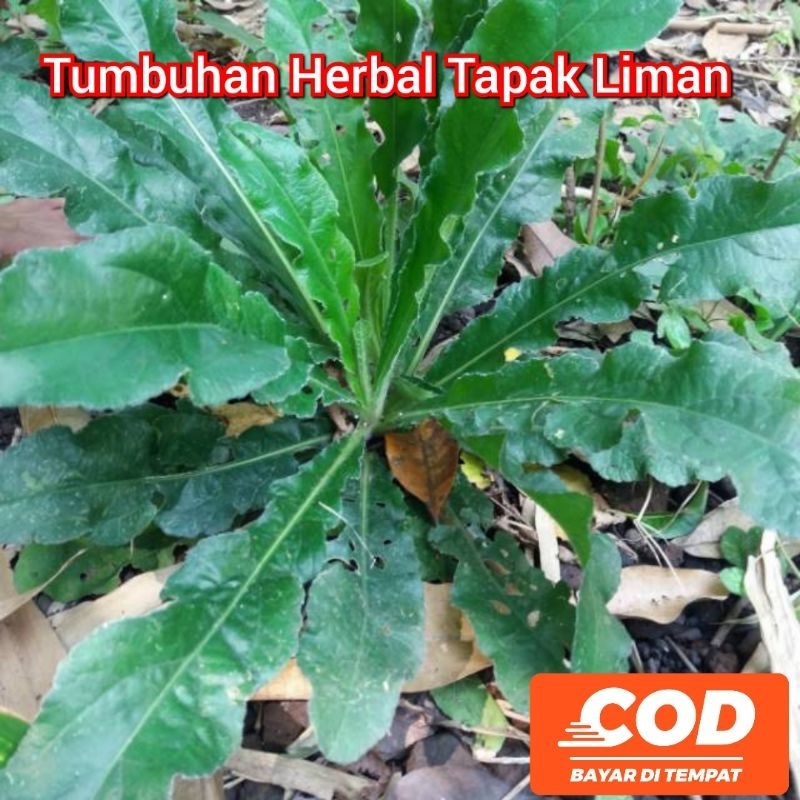 

[C O D] Tumbuhan Herbal Tapak Liman Dicabut Beserta Akar - Akarnya Netto 250 Gram Untuk Obat Tradisional