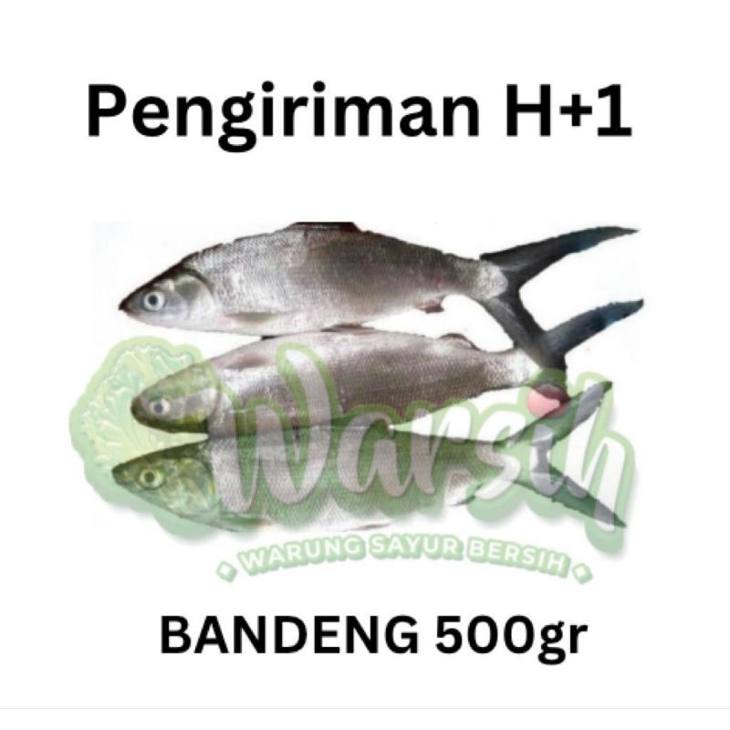 

WARSIH • IKAN BANDENG SEGAR 500GR