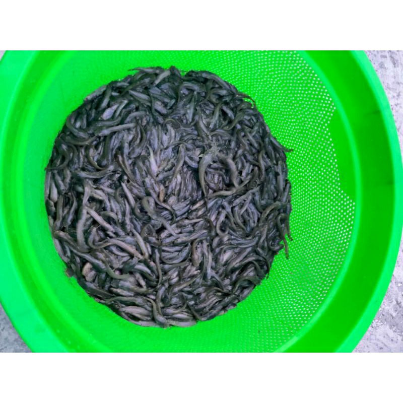 

Bibit Lele Hidup Fresh Segar