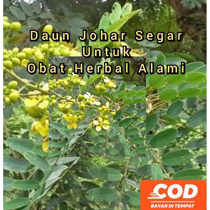

[C O D]Daun Johar Segar 500 Gram Untuk Obat Herbal Alami