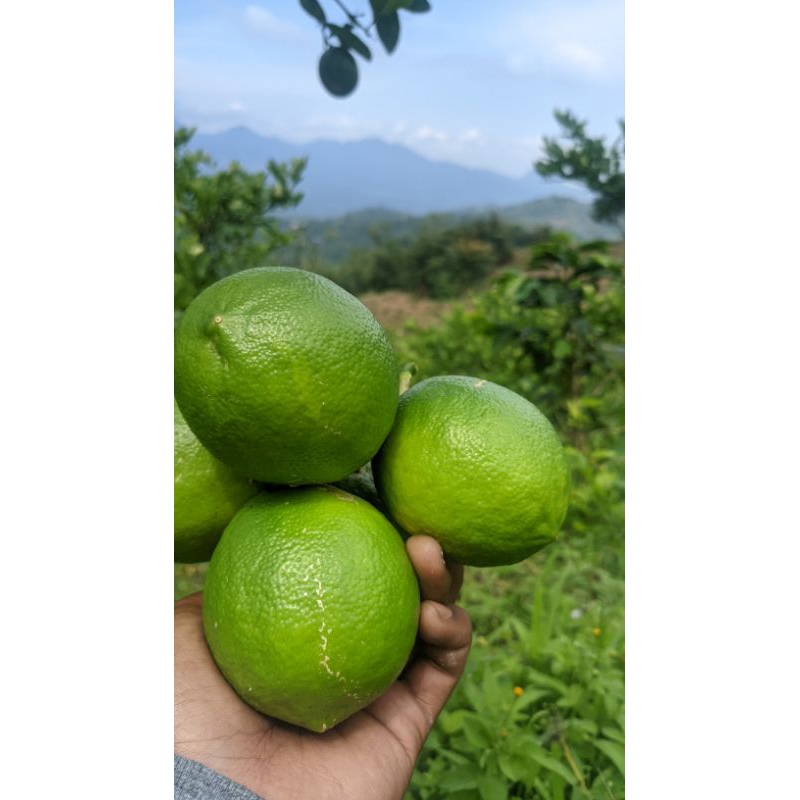 

lemonCaliforniaHijau5kg