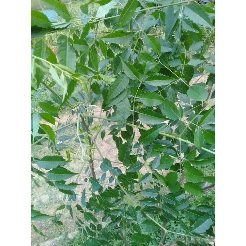 

Sayur MINDI / MIMBA FRESS