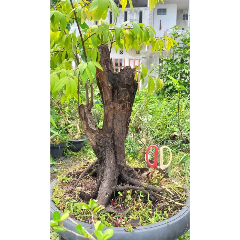 Bonsai Mustam Besar