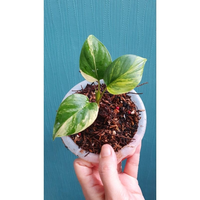 homalomena rubescens varigata B