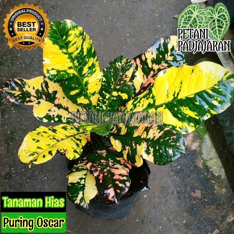 Tanaman Hias Puring Oscar - Puring Oscar