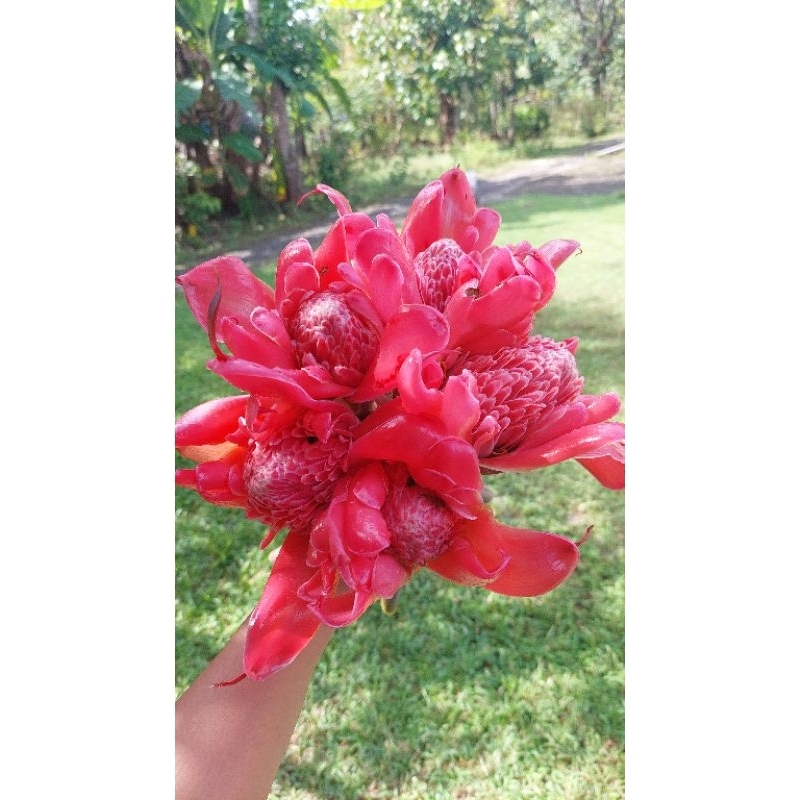 

Honje/kecombrang Merah Mekar 5kg