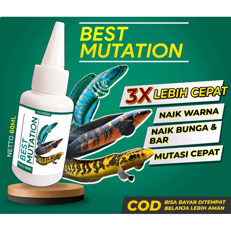 OBAT IKAN HIAS CHANNA 1 BOTOL