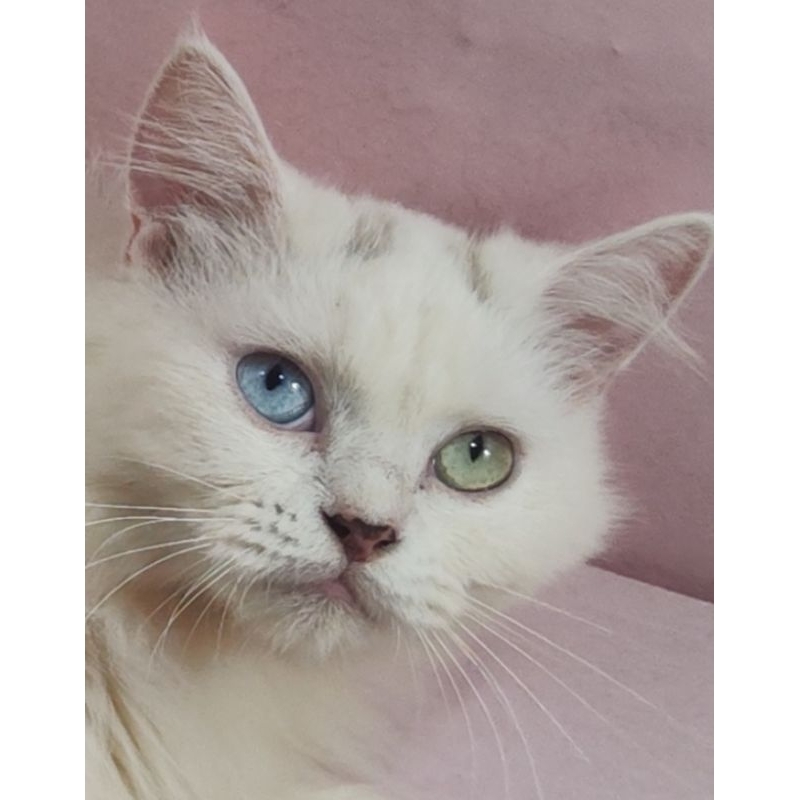 kucing Persia Odd eyes adult female longhair