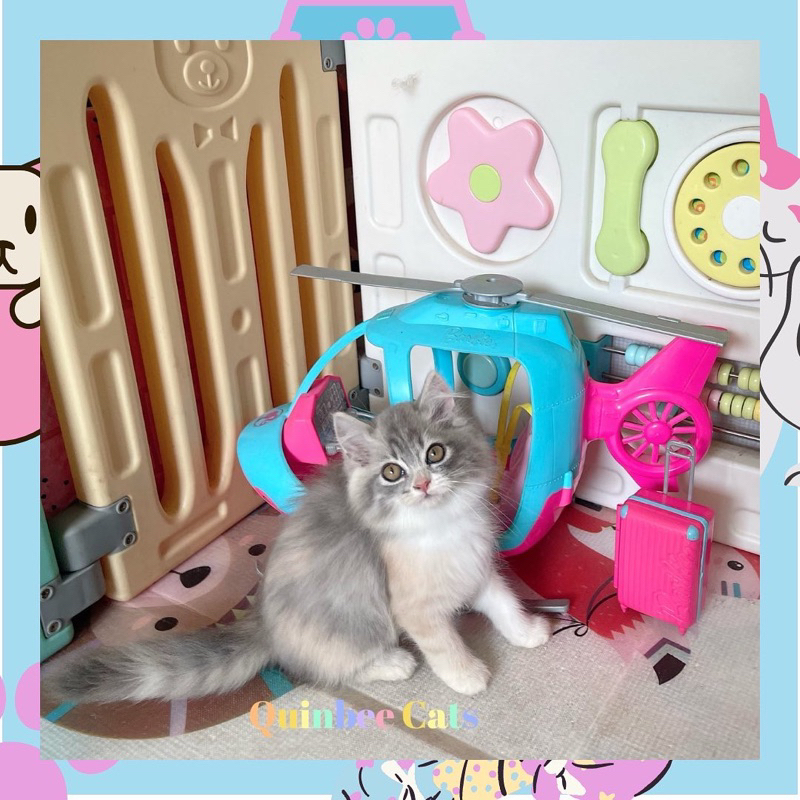 kucing persia betina Dilute Calico Tabby