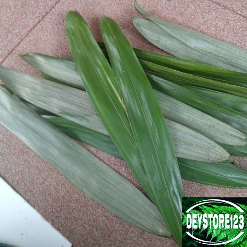 

jual daun salak segar 500 Grm