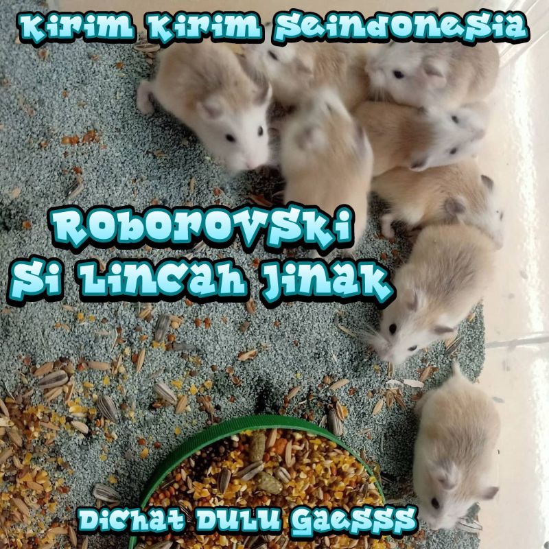 hamster roborovski