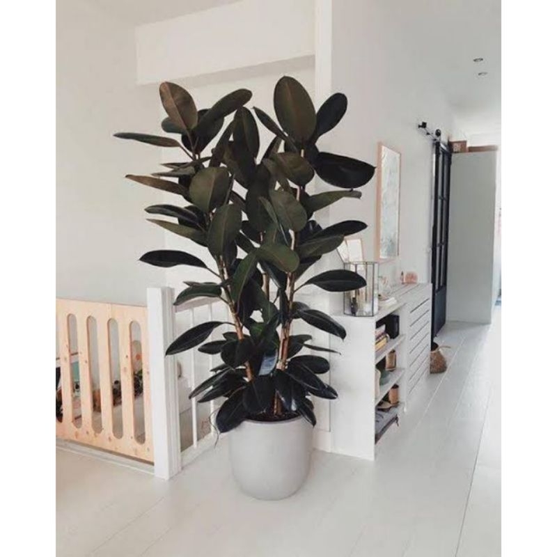 Paket Hemat 12 pohon Karet Kebo Merah