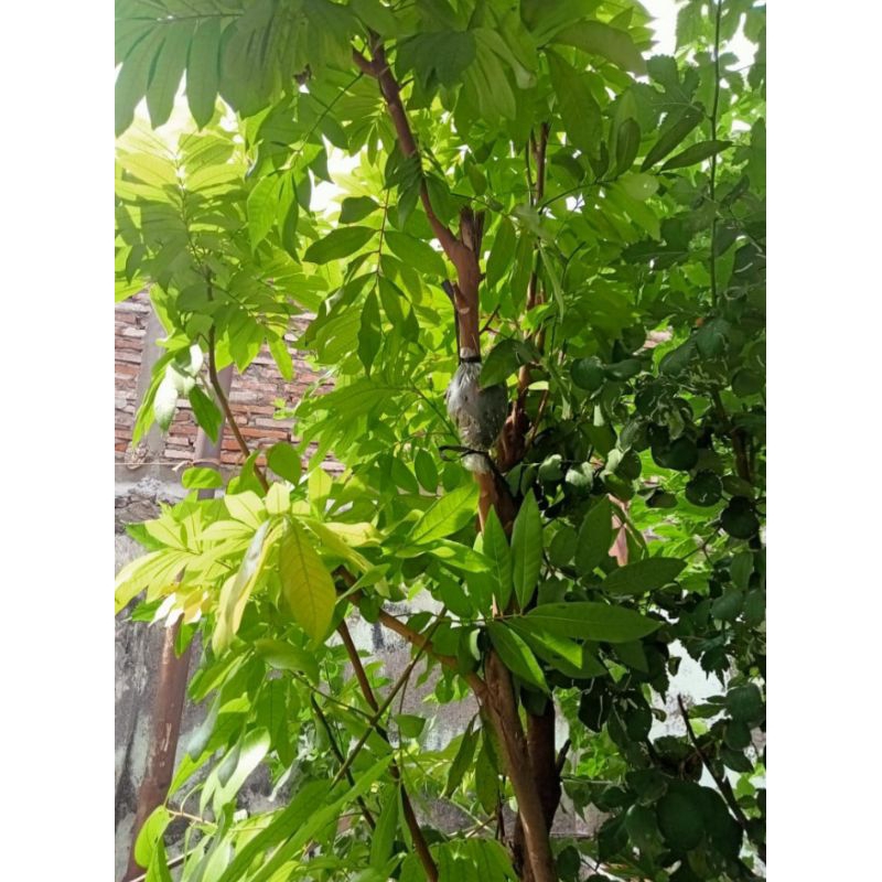 

daun lengkeng/kelengkeng segar langsung petik