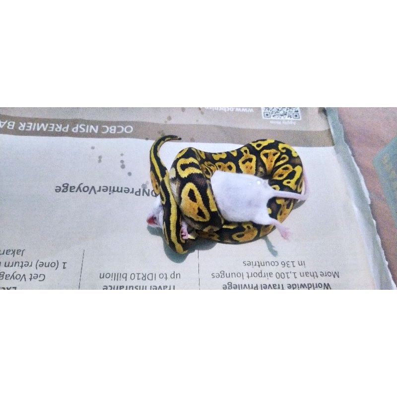 BallPython Female super pastel