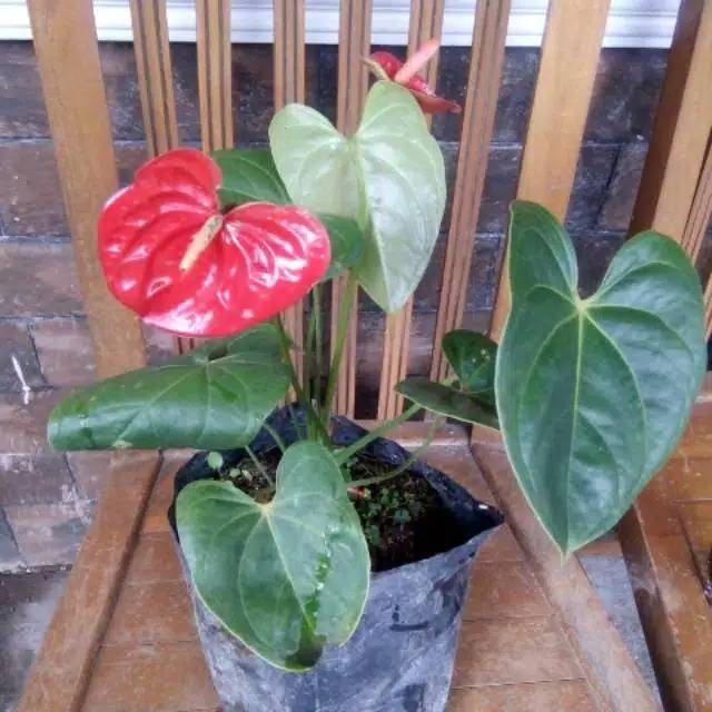 Tanaman Hias Anthurium Mini Mickey Mouse