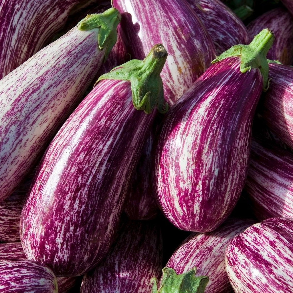 Benih Bibit Biji - Aubergine Listada De Gandia Terong Ungu Bergaris Putih Seeds - IMPORT