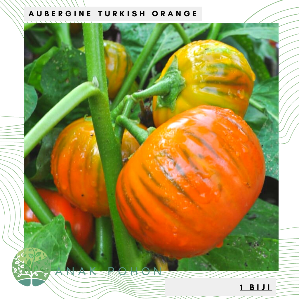 Benih Bibit Biji - Aubergine Turkish Orange Terong Turki Oranye Seeds - IMPORT