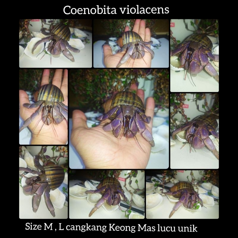 PAKET VIOLA KEONG MAS LUCU JUMBO XL L M