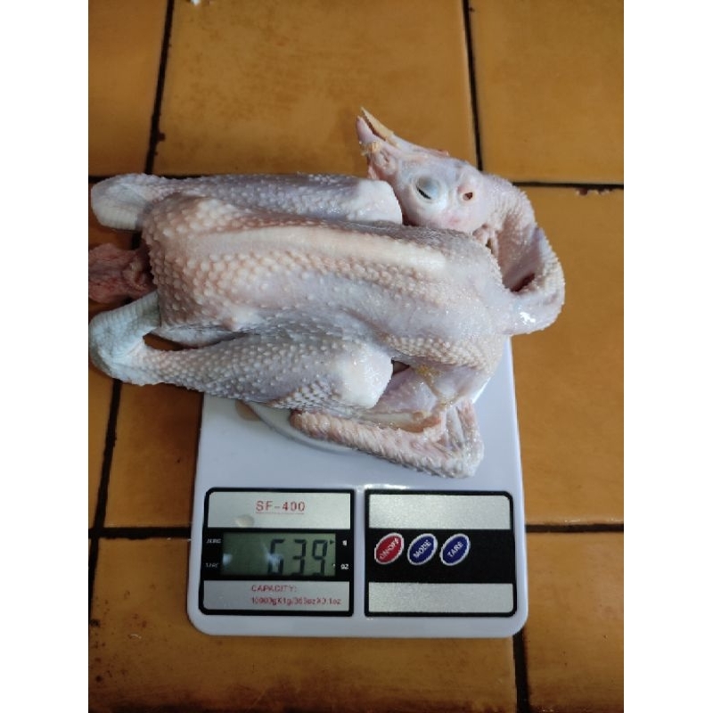 

Ayam Pejantan