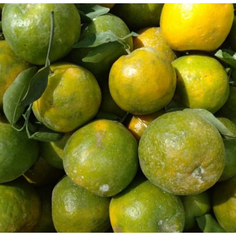 

JERUK BUAH SIAM MADU MANIS / 1 Kg