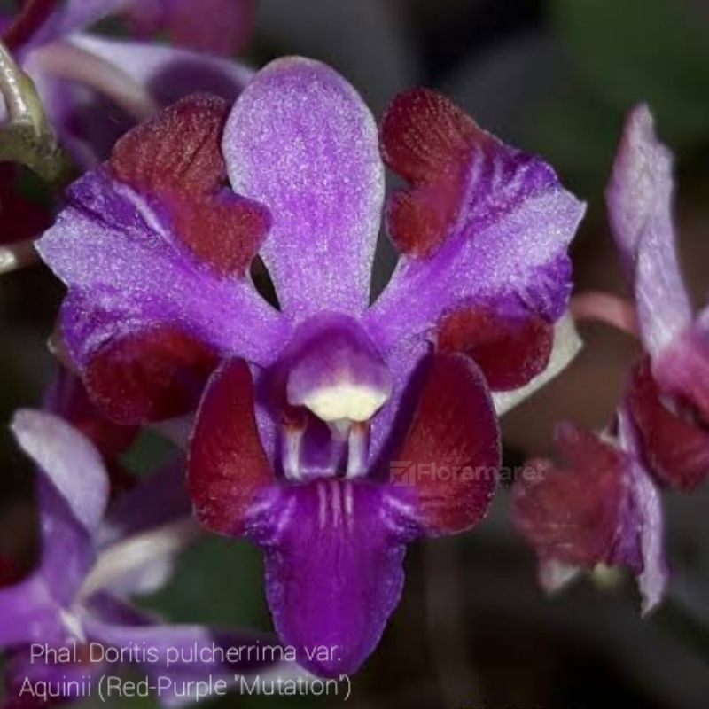 Anggrek Doritis Pulcherrima var. Aquinii