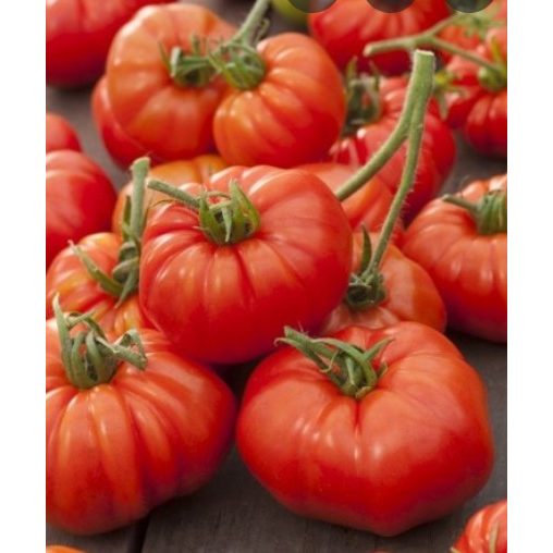 Crystalcove12 Benih Tomat Mawar Keriting 1250 Biji Asli Cap Permata Hijau