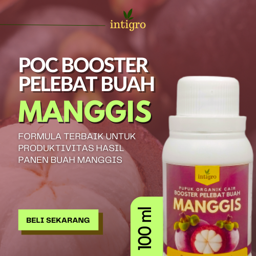Pupuk Pelebat Buah Manggis Booster Manggis Pupuk Organik Pelebat Booster Manggis Perangsang Manggis 