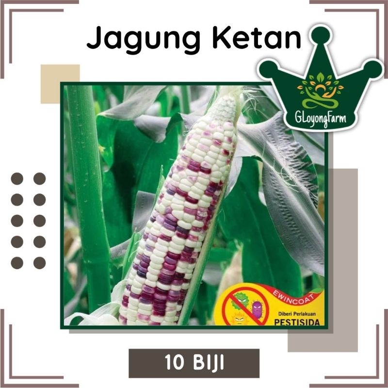 Benih Jagung Ketan Pulen Rasanya - Bibit Jagung