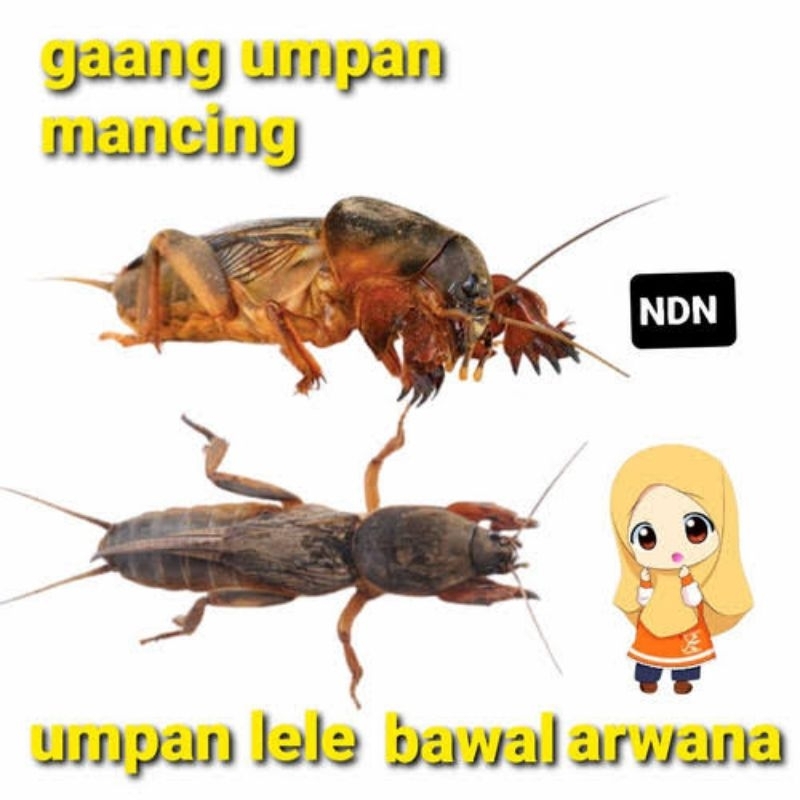 gaang atau orong orong umpan galatama atau harian ikan lele dan bawal