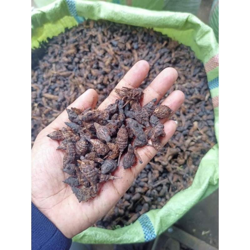 

Umbi Suket Teki 500 Gram