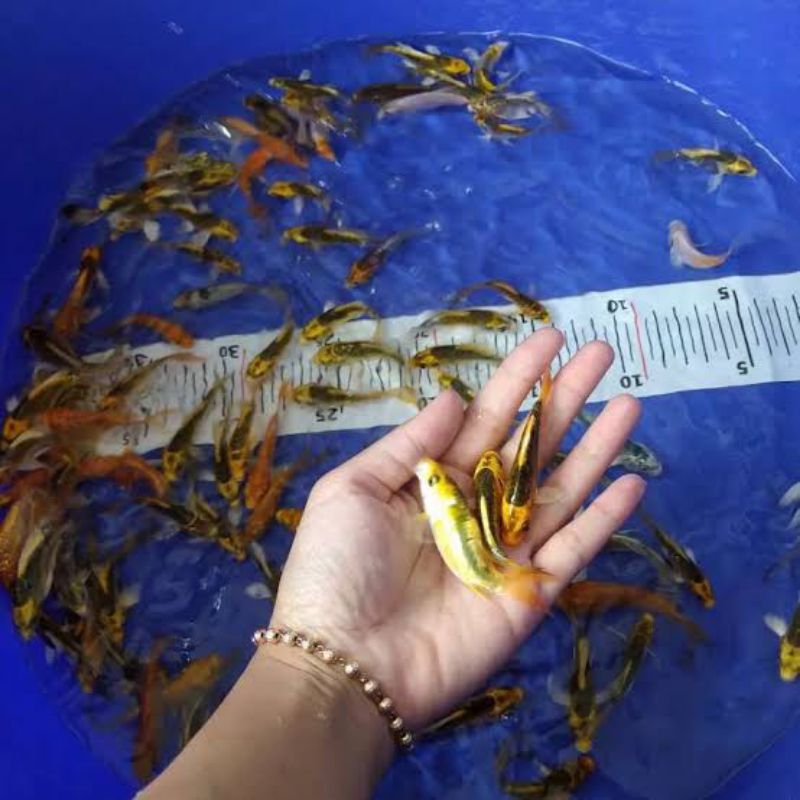 koi metalik koi kumpay